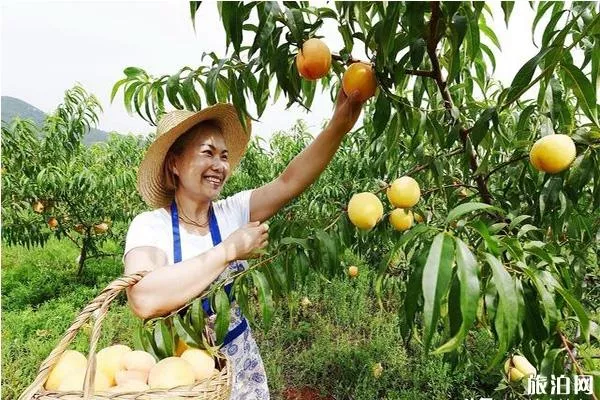 長(zhǎng)沙黃桃采摘園推薦 采摘地圖+電話號(hào)碼