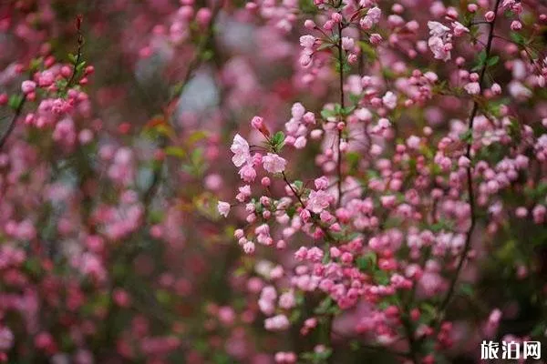 春秋淹城樂園櫻花在哪里觀賞