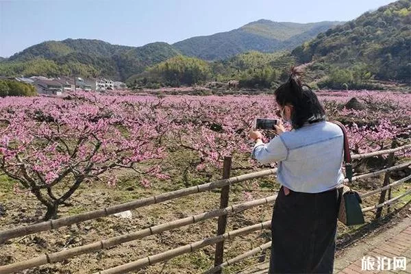 丁宅水蜜桃采摘基地 采摘時間