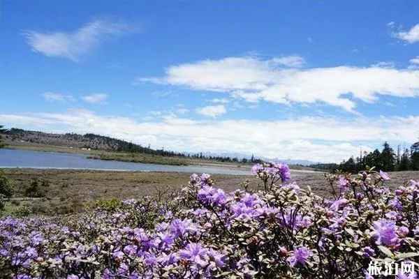 香格里拉市距离碧沽天池多远 碧沽天池杜鹃花