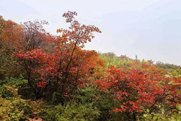 成都紅葉一日游攻略 這4條小眾路線值得一去