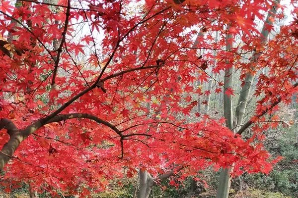 成都紅葉一日游攻略 這4條小眾路線值得一去