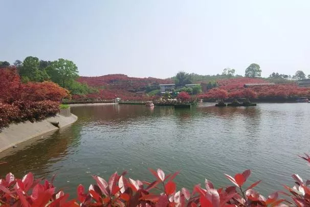 重慶紅葉最佳觀賞地點 重慶紅葉最佳觀賞時間