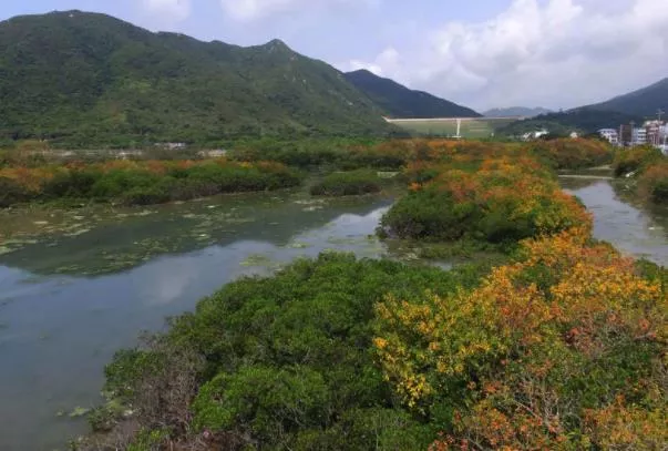 深圳有幾個紅樹林公園 深圳紅樹林景點推薦