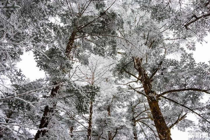 峨眉山冬季旅游攻略  峨眉山有什么特點