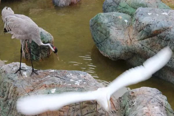 蘭州野生動物園現(xiàn)在開放嗎(附營業(yè)時間)