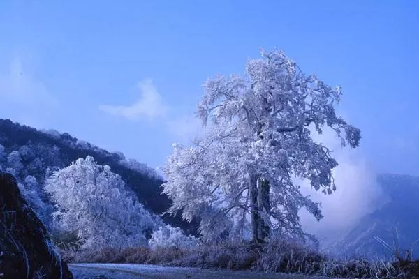 桂林貓兒山看霧松什么時候是最佳時間