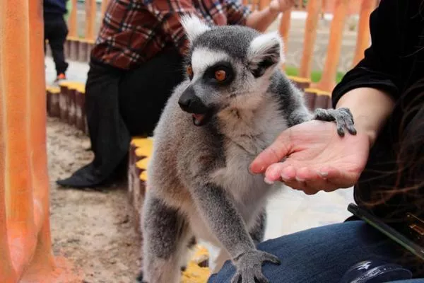 蘭州野生動物園現(xiàn)在開放嗎(附營業(yè)時間)