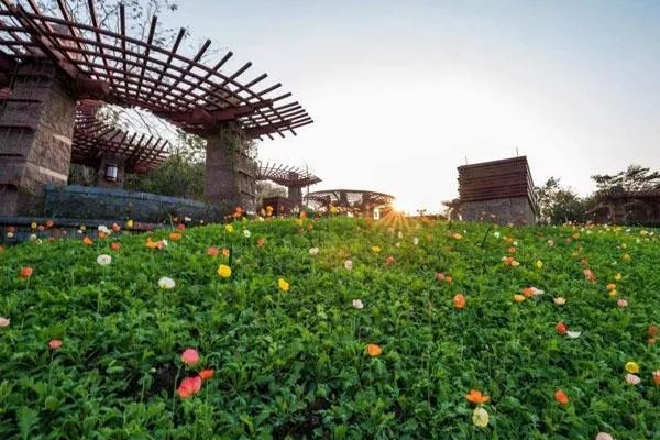 2022佛山春季賞花好去處 佛山春季花海景點