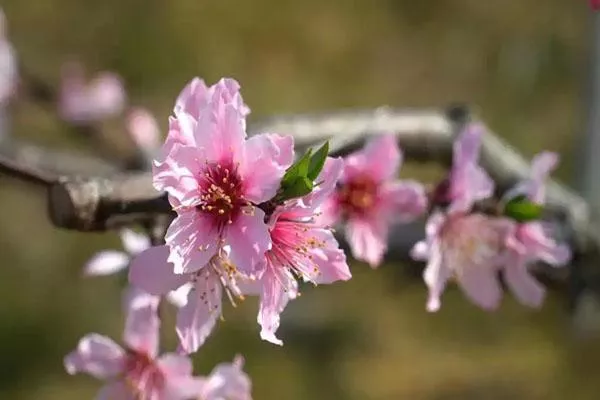 浙江春季賞花去哪里 絕美花海不容錯(cuò)過