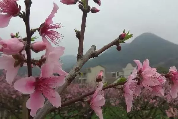 北京四月赏花去哪里