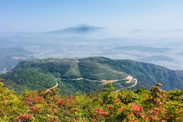 溫州哪里有杜鵑花 五大杜鵑花海觀賞地