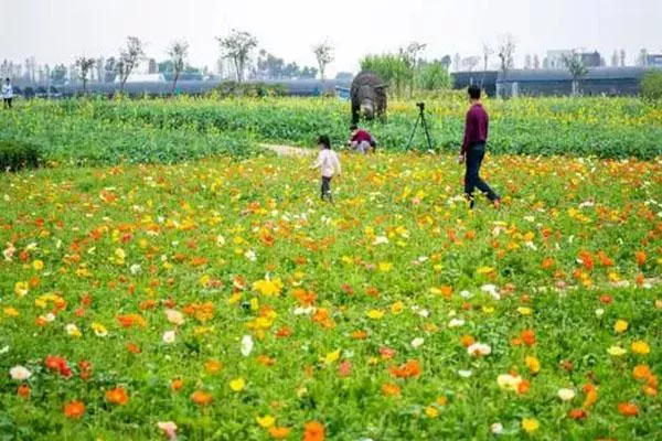 2022佛山賢魯島花海春日賞花指南