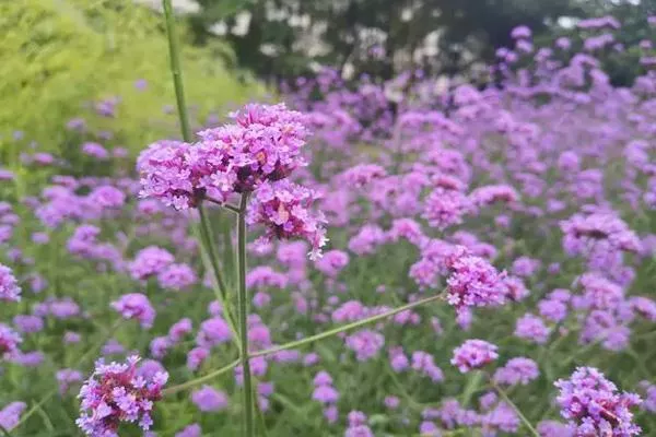 2022深圳馬鞭草花海觀賞地推薦