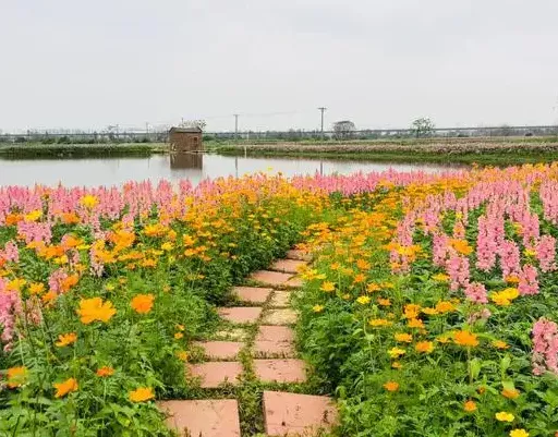 2022佛山賢魯島花海春日賞花指南