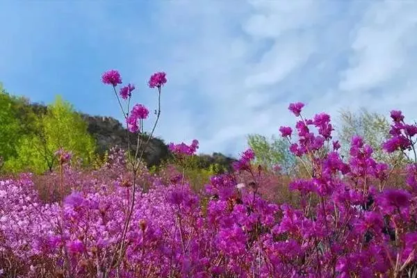 密云杜鵑花海在哪里 密云杜鵑花什么時候開