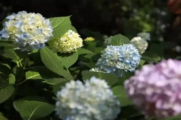 杭州繡球花在哪里有哪些