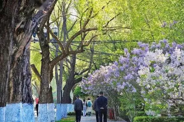 哈爾濱丁香花幾月份開花 哪里的丁香花最多