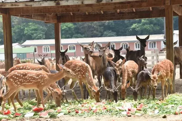 哈爾濱北方森林動(dòng)物園一日游攻略