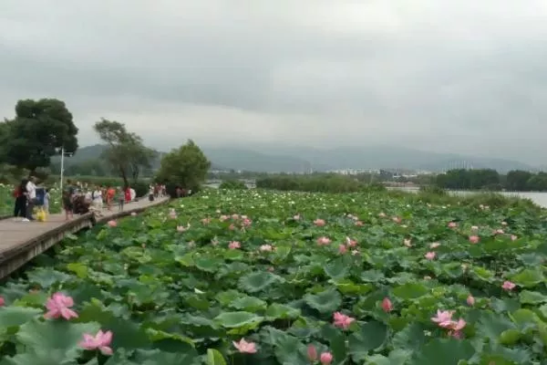 無錫看荷花免費(fèi)的景點(diǎn)有哪些