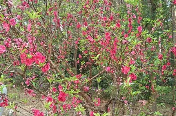 佛山南海區(qū)有什么露營(yíng)的好地方 露營(yíng)地點(diǎn)推薦