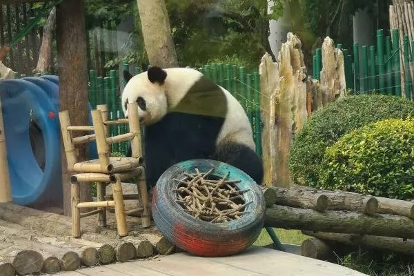 大連森林動(dòng)物園游玩攻略路線