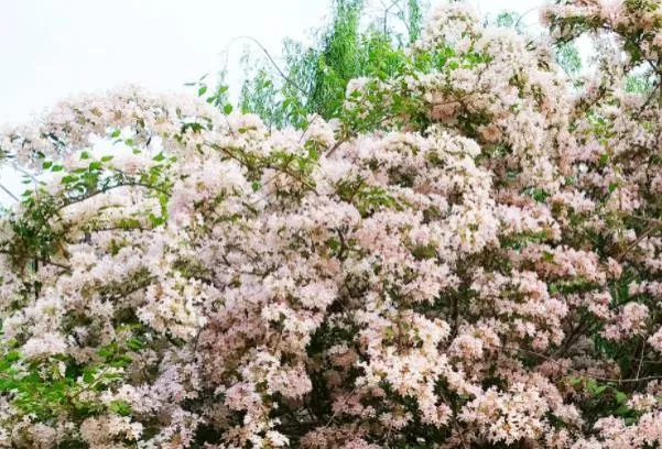 北京蝟實花花期是什么時候