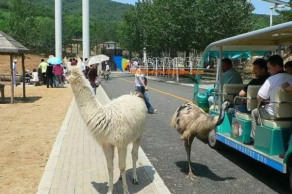 大連森林動(dòng)物園游玩攻略路線