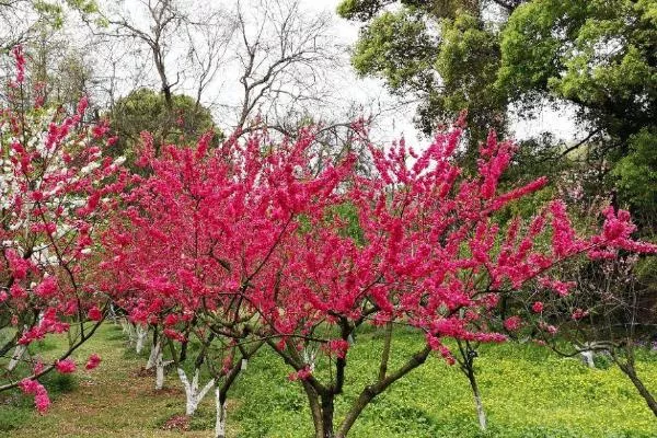 武漢植物園梅花什么時(shí)候開(kāi) 附觀賞地點(diǎn)