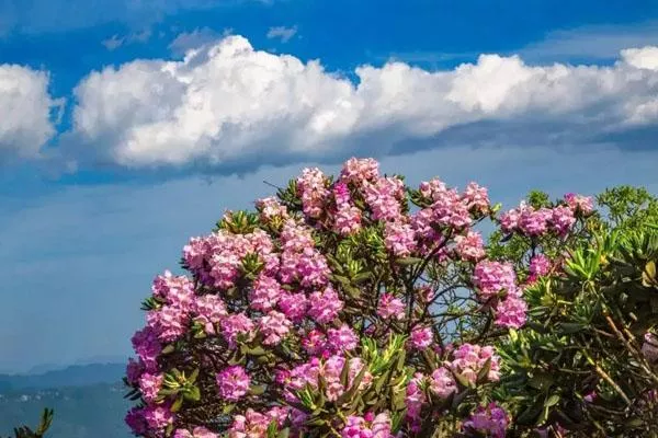 重慶5月賞花好去處 五月看花的最佳地點(diǎn)