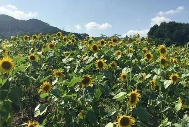 重慶向日葵花海旅游景點(diǎn)