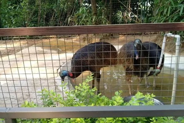 武漢東湖飛鳥世界一日游攻略