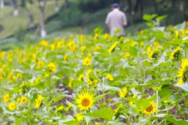 重慶向日葵花海旅游景點(diǎn)