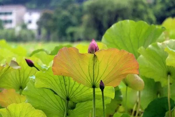 長沙附近賞荷花的好地方