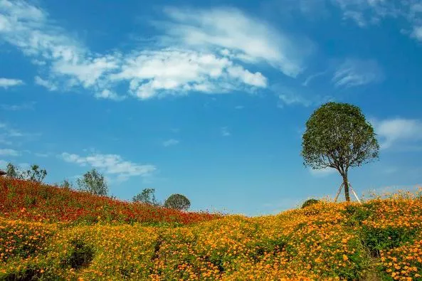 重慶人少景美的公園推薦 小眾公園景點