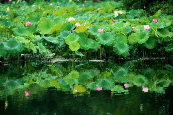 2022無(wú)錫哪里有荷花景區(qū)推薦