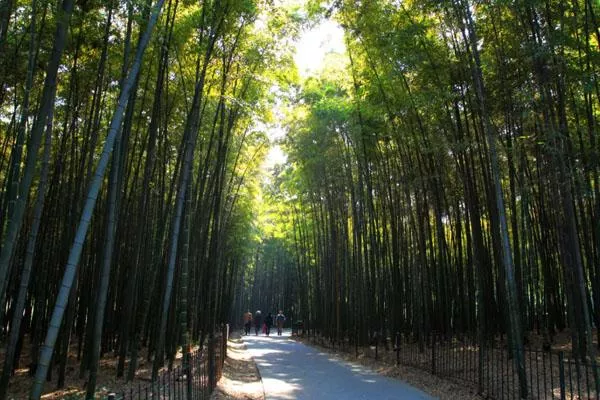 2022杭州植物園門票優(yōu)惠及免票政策