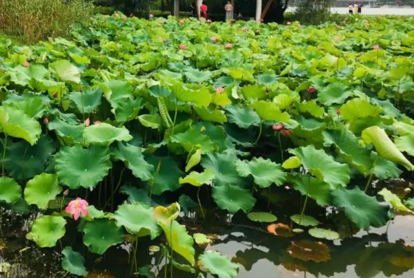 長(zhǎng)沙賞荷花景點(diǎn)有哪些地方值得去 免費(fèi)賞荷地點(diǎn)推薦