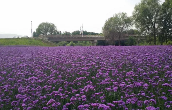 甘南草原什么時候去好  甘南草原在哪兒