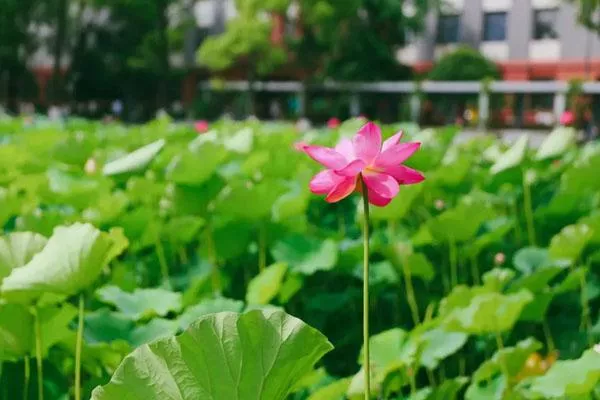 成都市內(nèi)看荷花的好去處