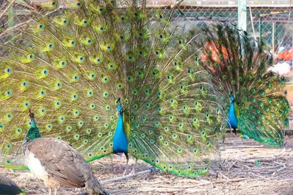 鄭州市動物園游玩攻略