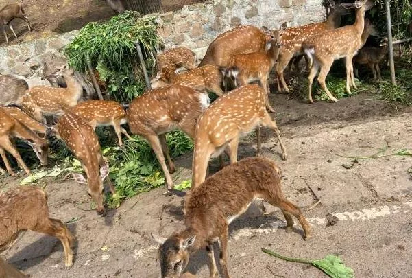 重慶野生動物園在哪里