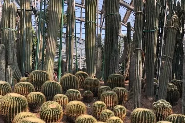 重慶南山植物園游玩時(shí)長