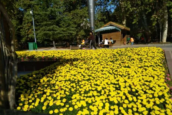 武漢秋天賞花的地方有哪些