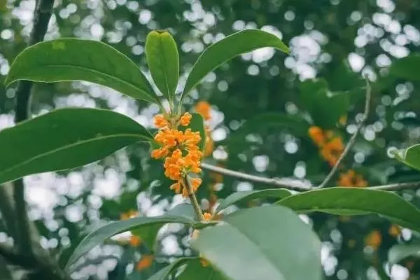 成都欣賞桂花的地方有哪些