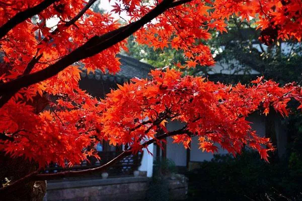 南京棲霞山在哪兒 地址及交通指南