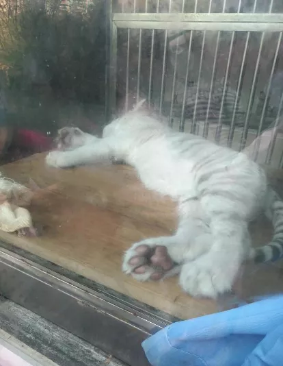 2018重慶動物園游記 重慶動物園好玩嗎