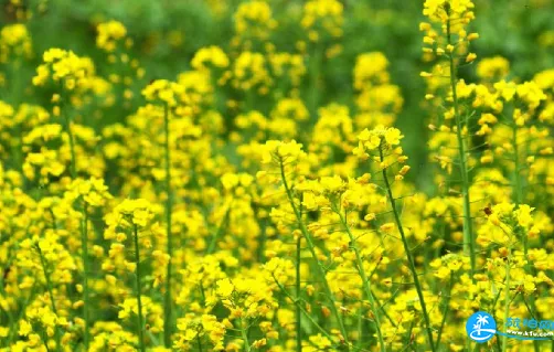 廈門大屏山郊野公園油菜花攻略 附具體地址和交通攻略