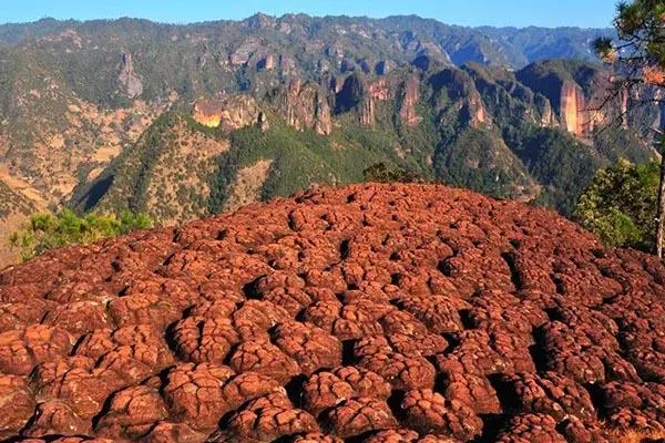 麗江老君山徒步路線 老君山徒步攻略