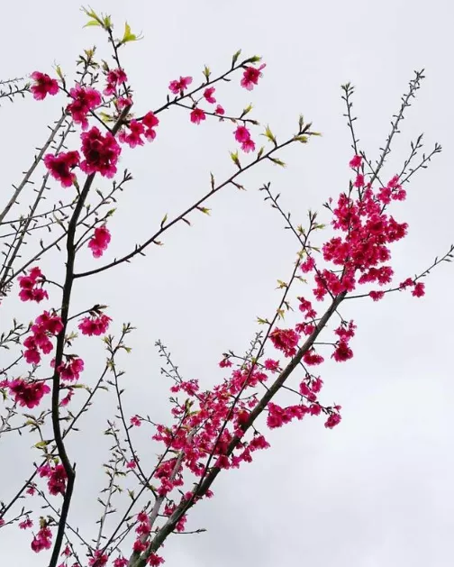 邵武櫻花古鎮(zhèn)游玩攻略 邵武櫻花古鎮(zhèn)游記